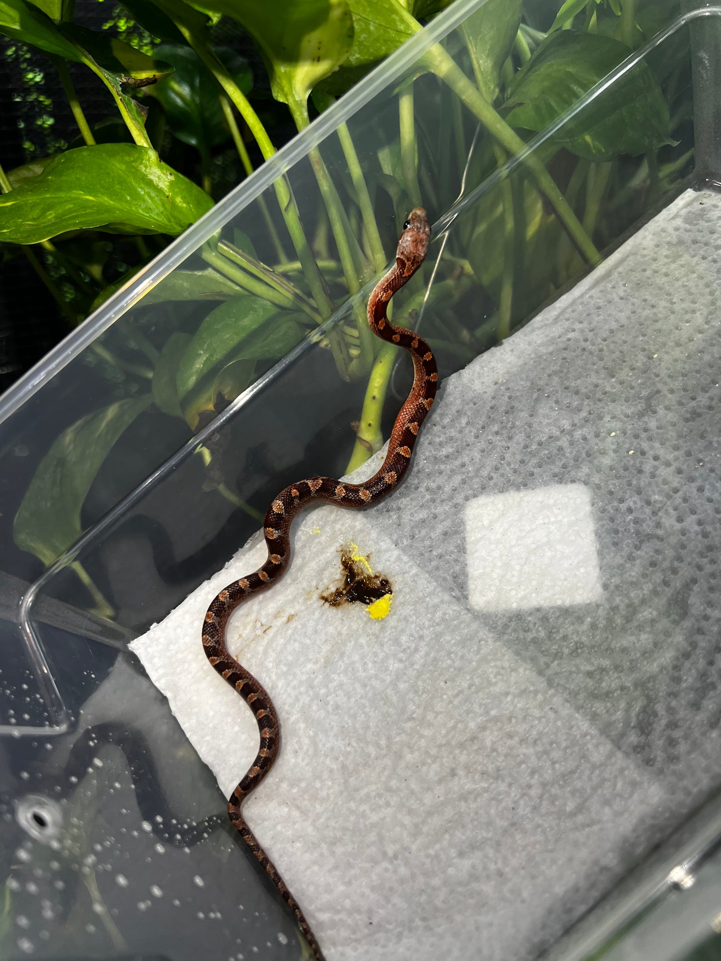 SERPIENTE MAICERA BLOODRED MACHO 3