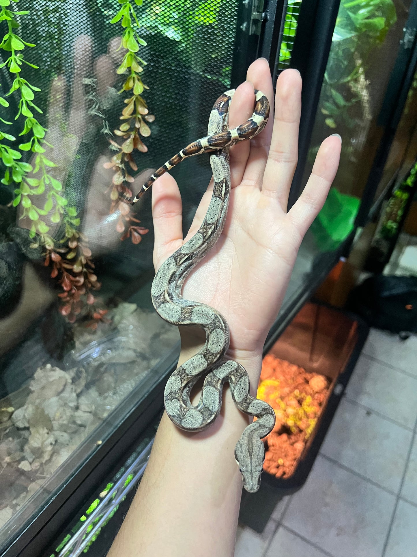 BOA COLOMBIANA 50% HET KHAL ANERY HEMBRA 19/49