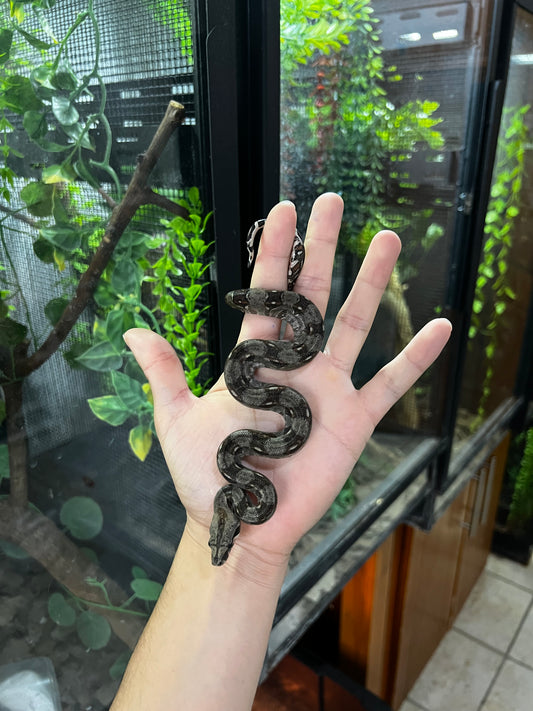 BOA MEXICANA LOCALIDAD VERACRUZ MACHO 79