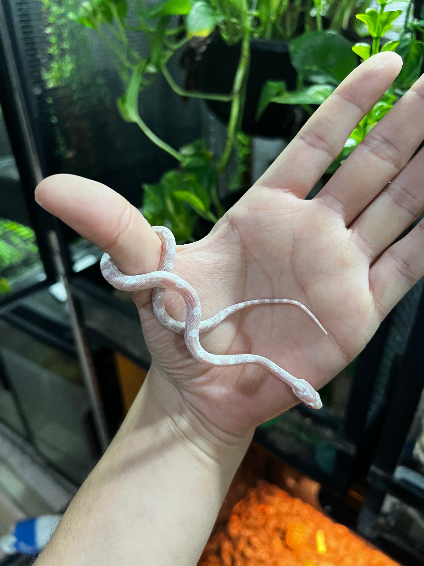 SERPIENTE MAICERA SNOW HEMBRA 43