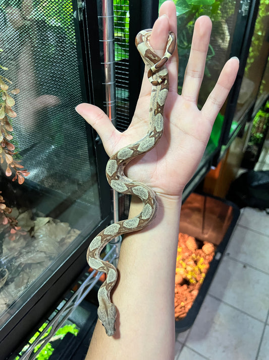 BOA COLOMBIANA HYPO 50% HET KHAL ANERY HEMBRA 16/49