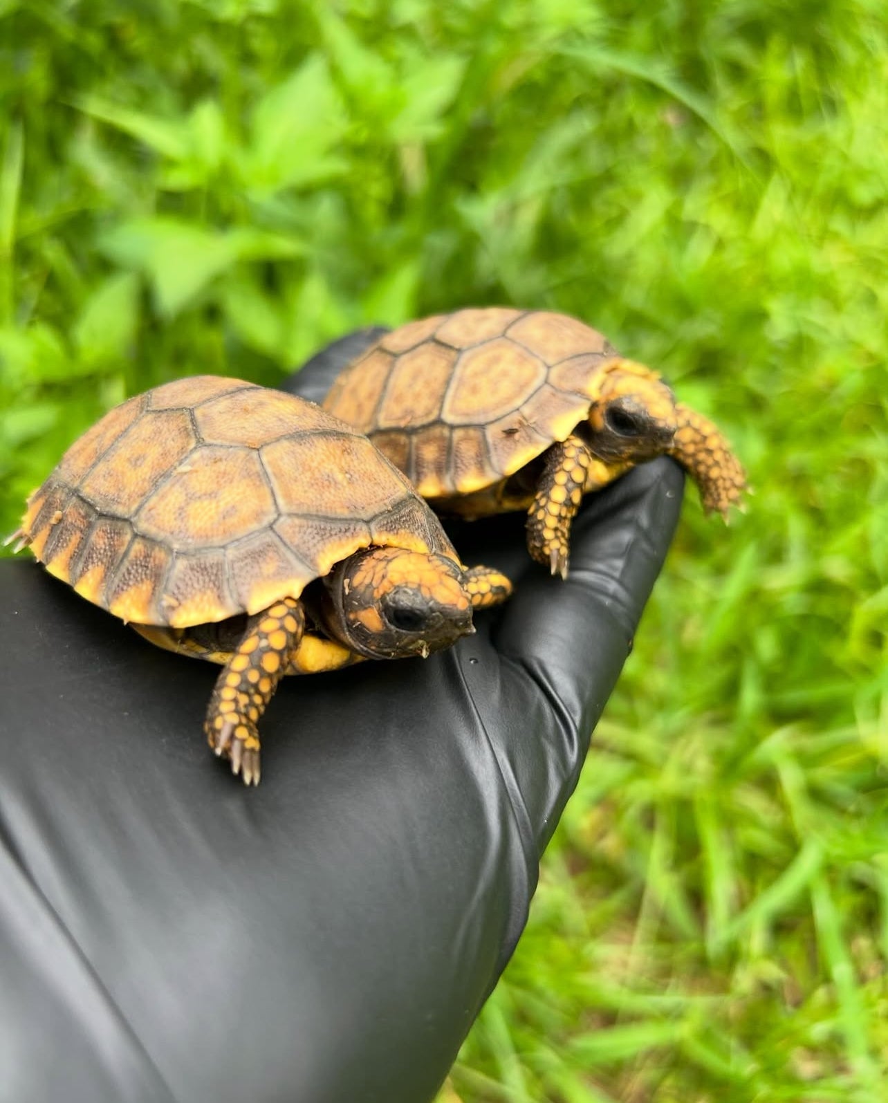 Tortuga patas amarillas (DENTICULATA)