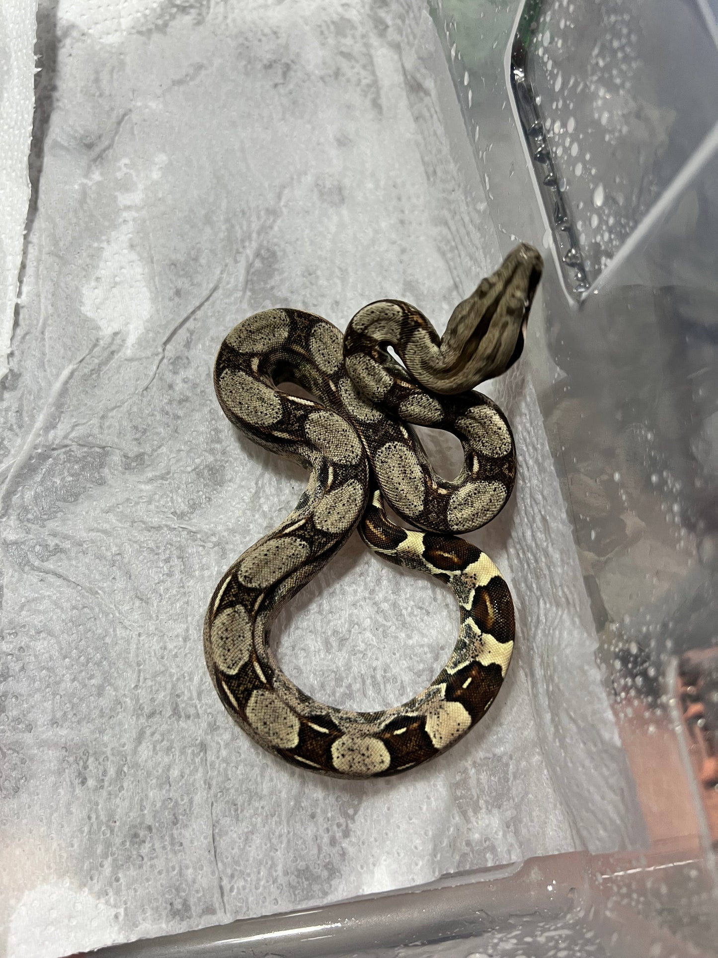 BOA COLOMBIANA 50% HET KHAL ANERY HEMBRA 14/49