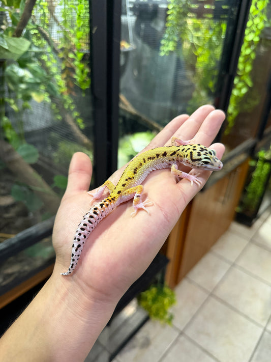 Gecko leopardo ECLIPSE 56