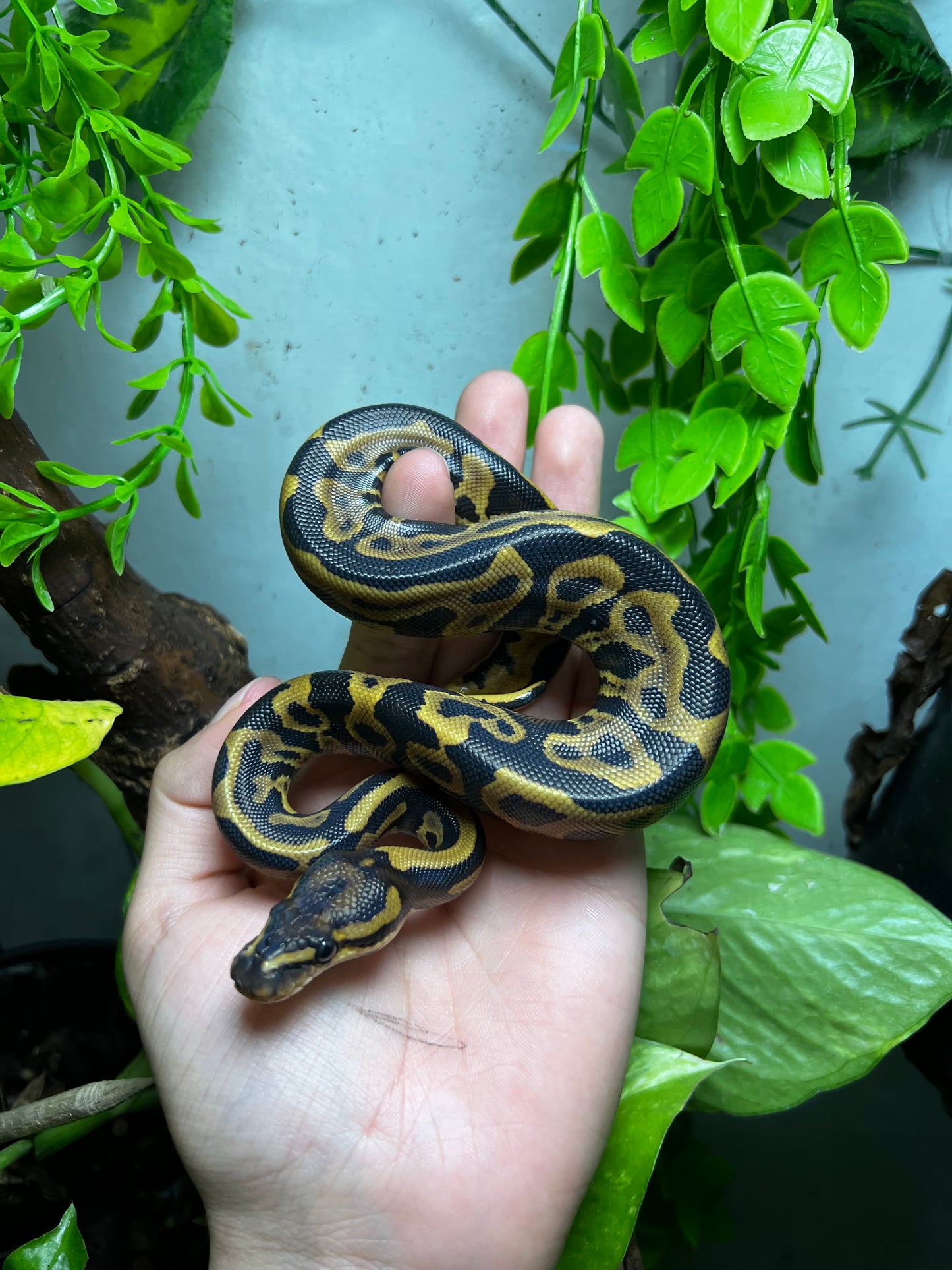 LEOPARD YELLOW BELLY HET CLOWN HEMBRA 78