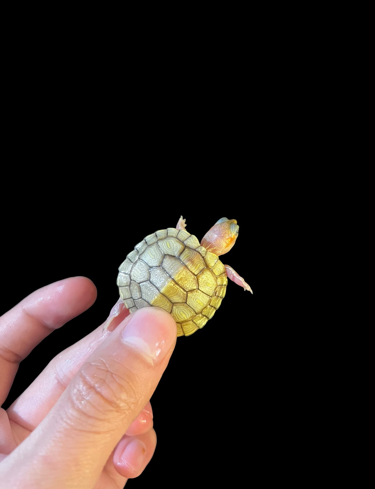 TORTUGAS OREJAS ROJAS CARAMEL PINK