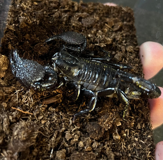 ESCORPIÓN EMPERADOR JUVENIL