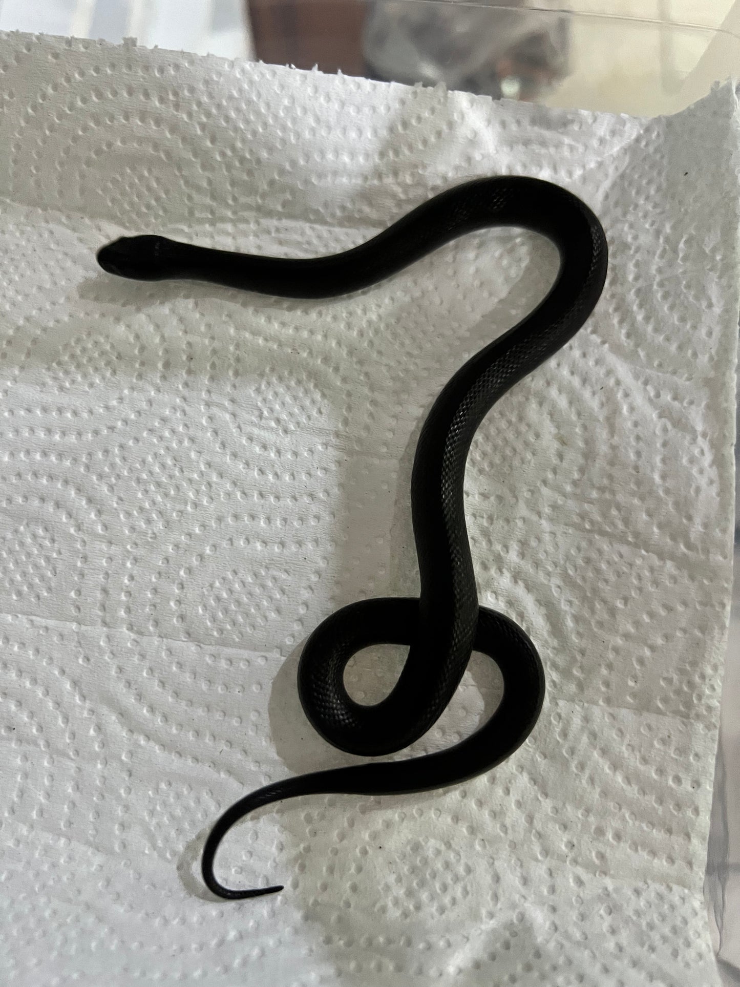 REY NEGRA MEXICANA CBB 56