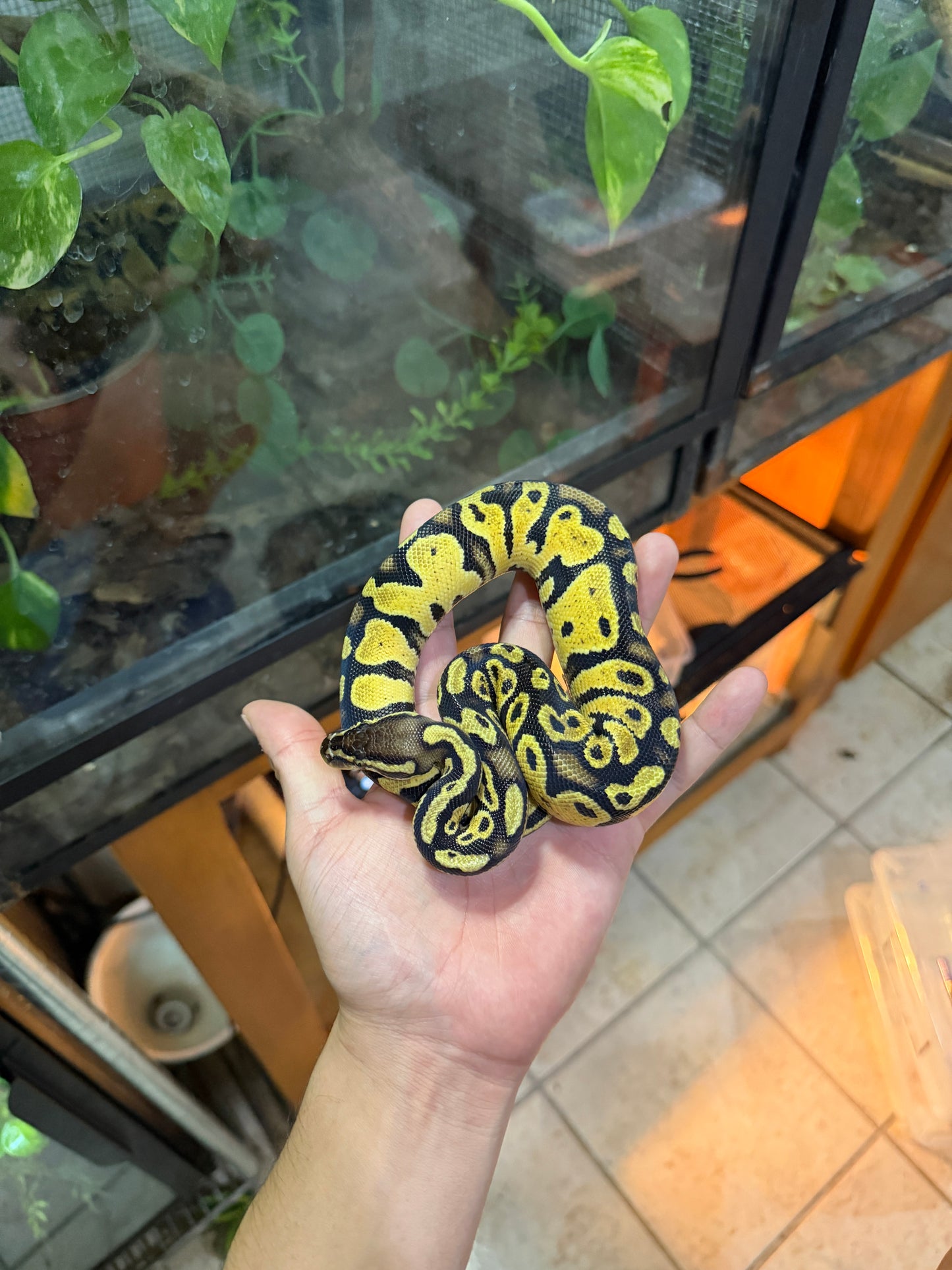 PITÓN BOLA PASTEL HET AXANTHIC VPI MACHO 2