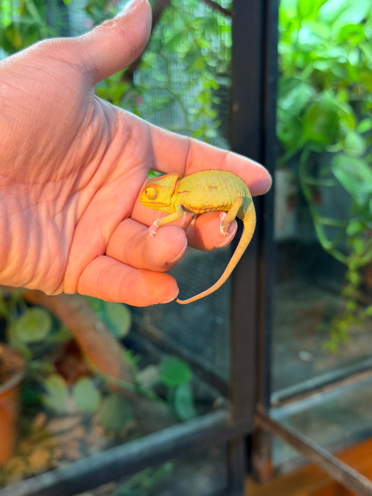 CAMALEONES DE VELO CRÍAS WHITE FEET CON APROVECHAMIENTO EMITIDO POR SEMARNAT