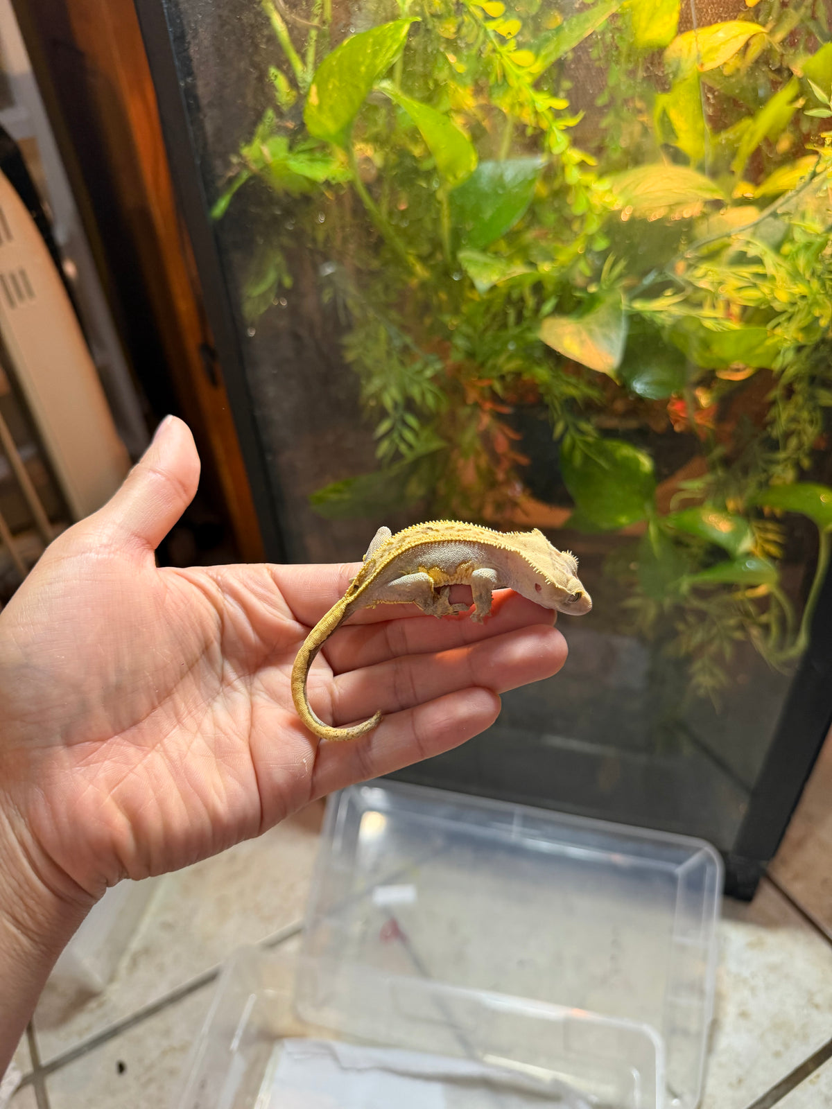 GECKO CRESTADO YELLOW FLAME PINSTRIPE JUVENIL 2