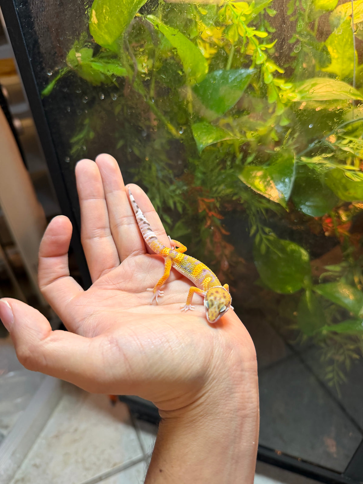 GECKO LEOPARDO HIGH YELLOW POSS HET BELL INCUBADO PARA 50/50 236