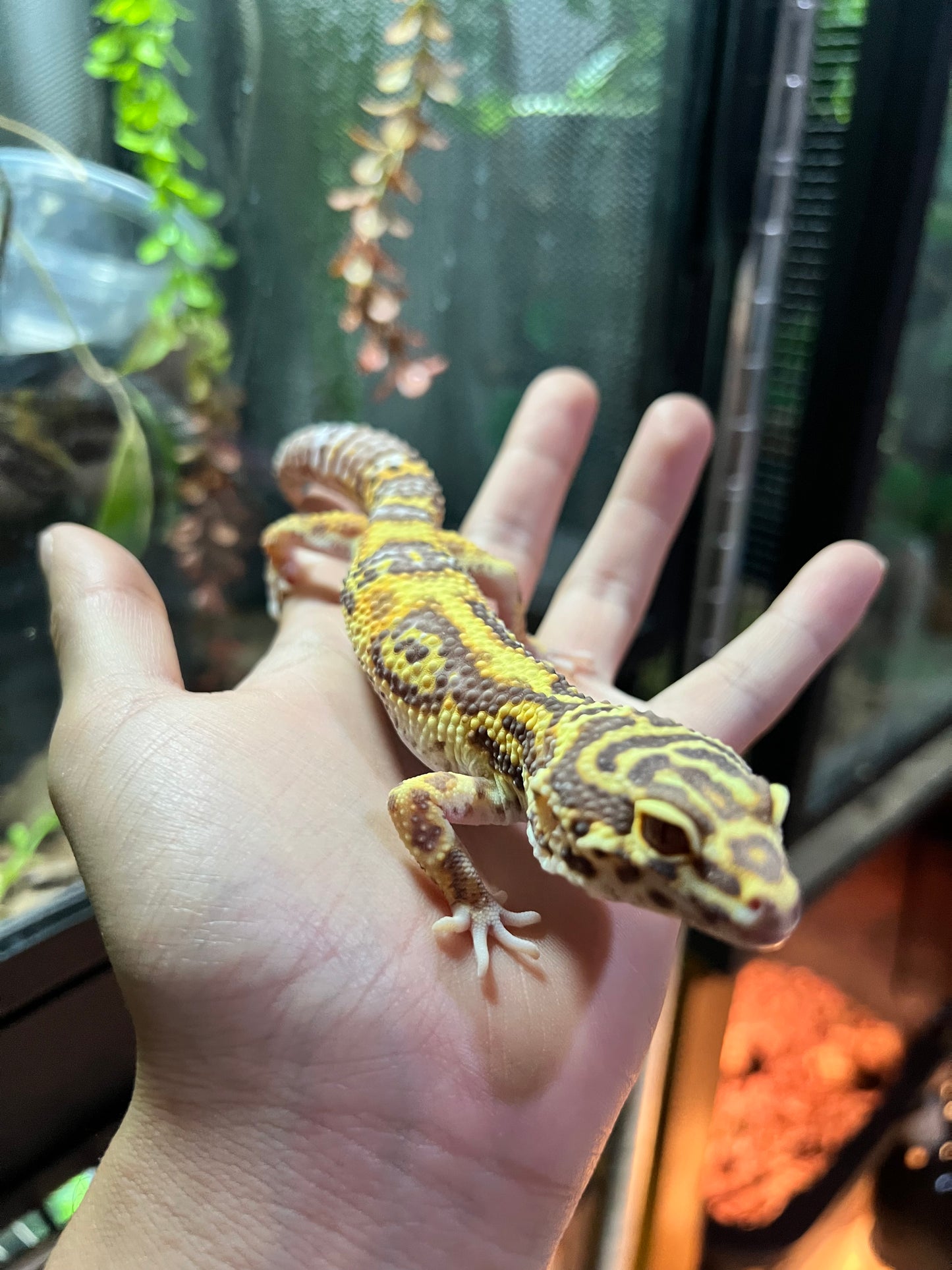 BELL ALBINO MACHO