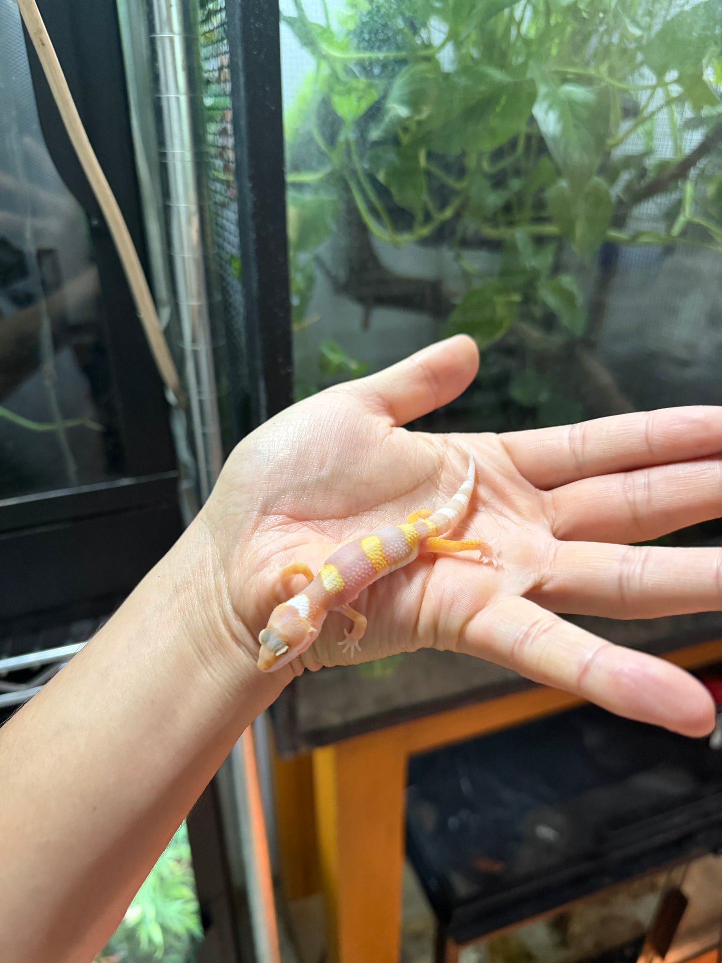 GECKO LEOPARDO TANGERINE TREMPER HIGH CONTRAST 56