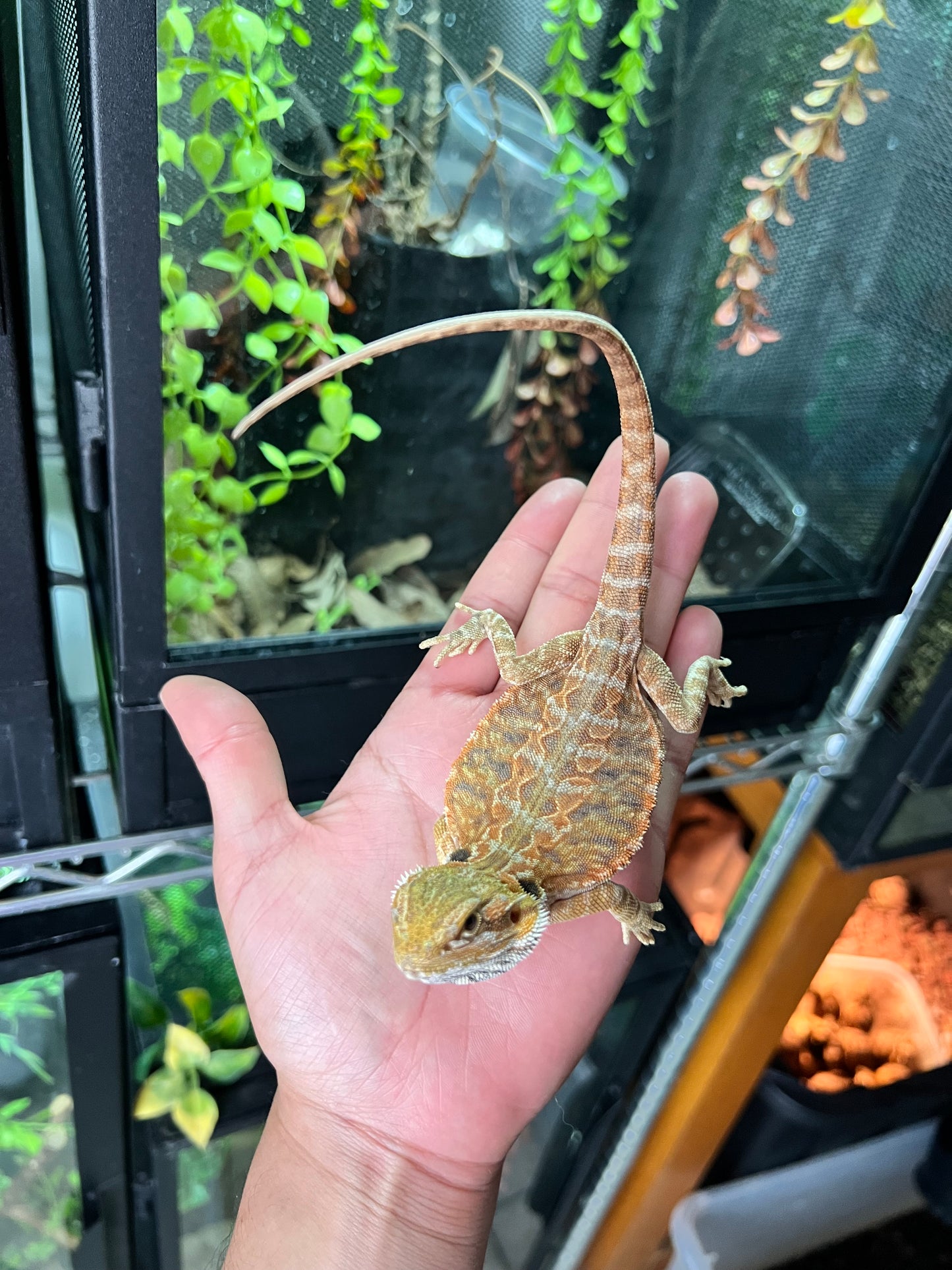 Dragón barbudo leatherback hypo 8