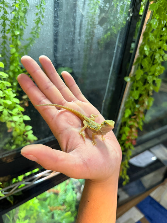 DRAGÓN BARBUDO HYPO BLUE BARS
