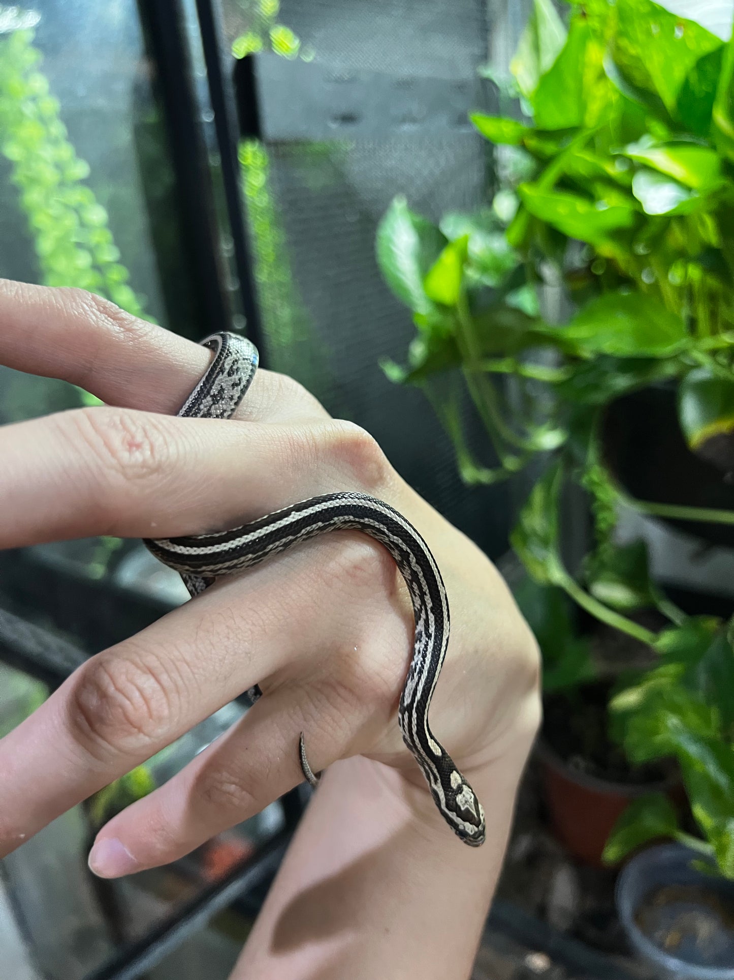 SERPIENTE MAICERA TESSERA ANERY HEMBRA 4