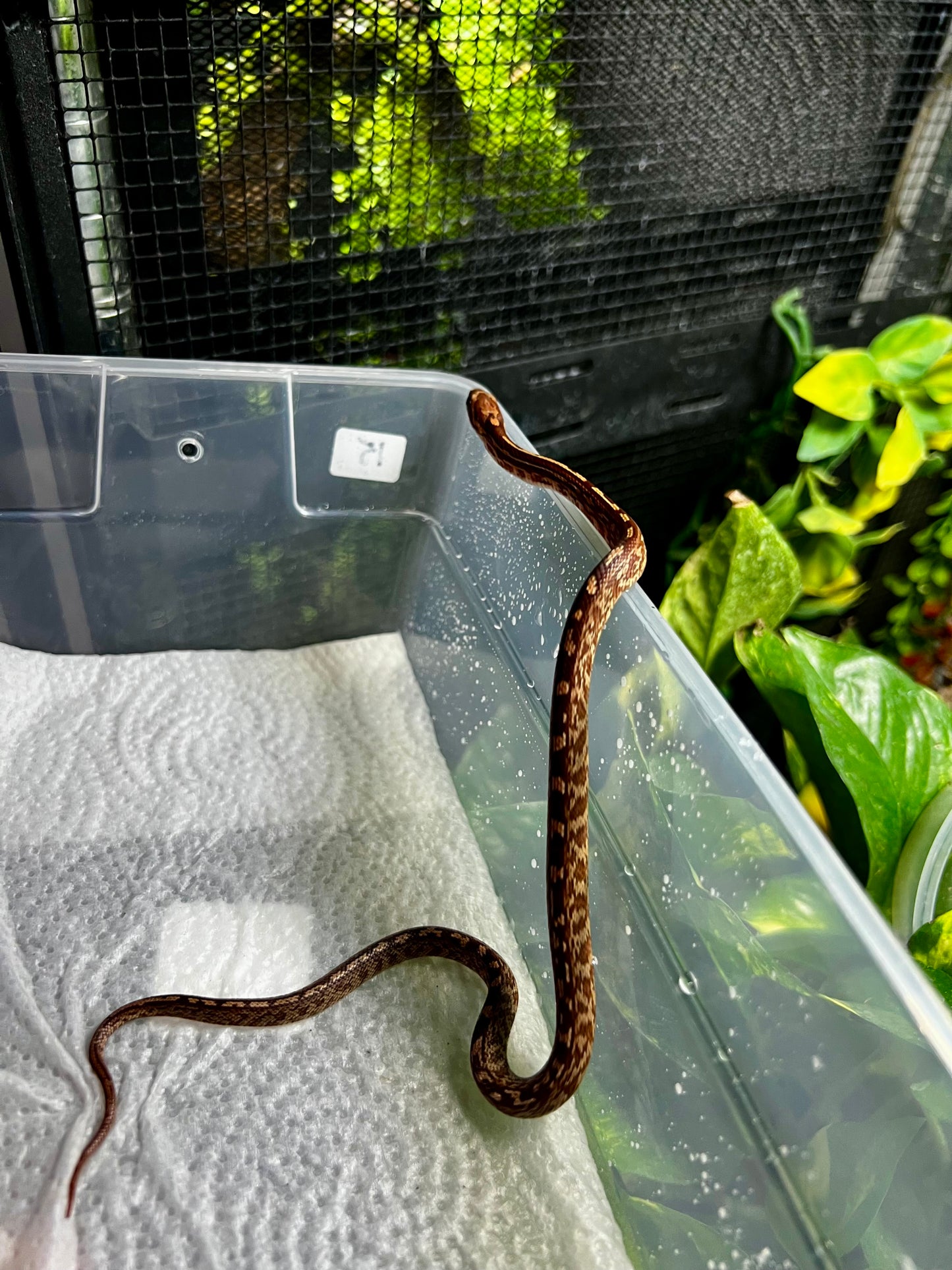SERPIENTE MAICERA TESSERA HEMBRA 15