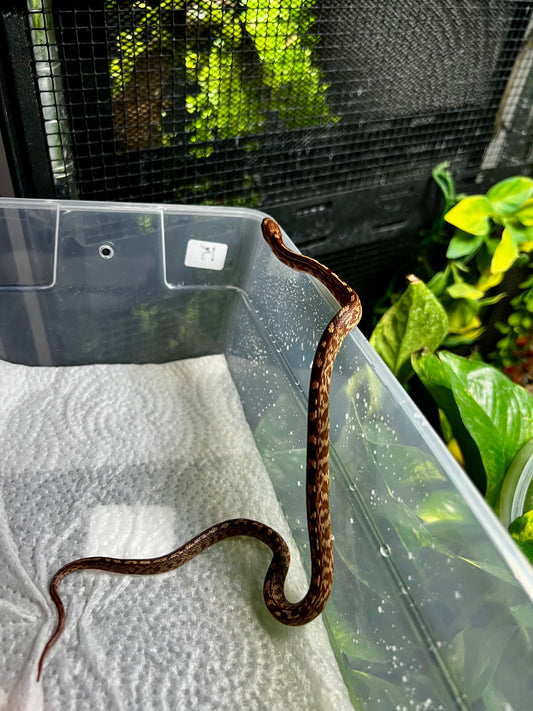 SERPIENTE MAICERA TESSERA HEMBRA 15