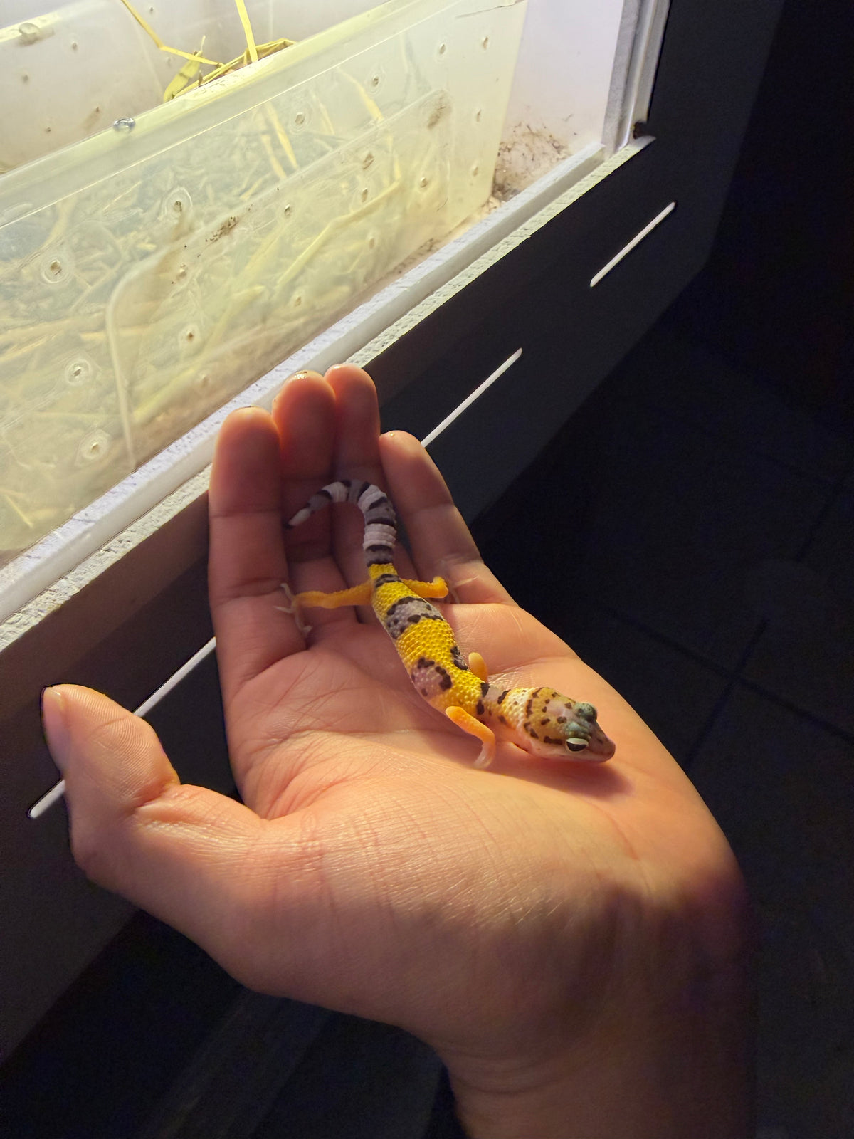 GECKO LEOPARDO HY POSS HET BELL INCUBADO PARA HEMBRA 222