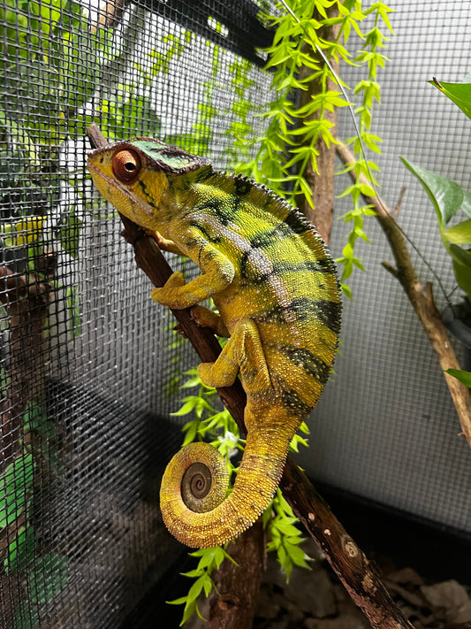 CAMALEÓN PANTERA NOSY MITSIO ADULTO 1 año 4 meses