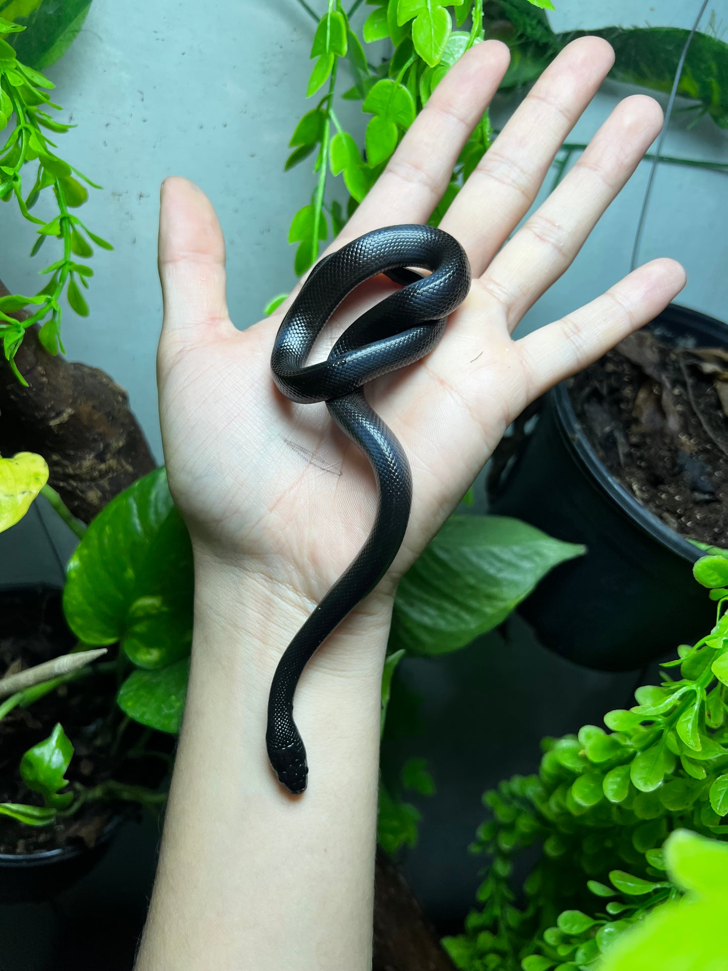 REY NEGRA MEXICANA MACHO 84