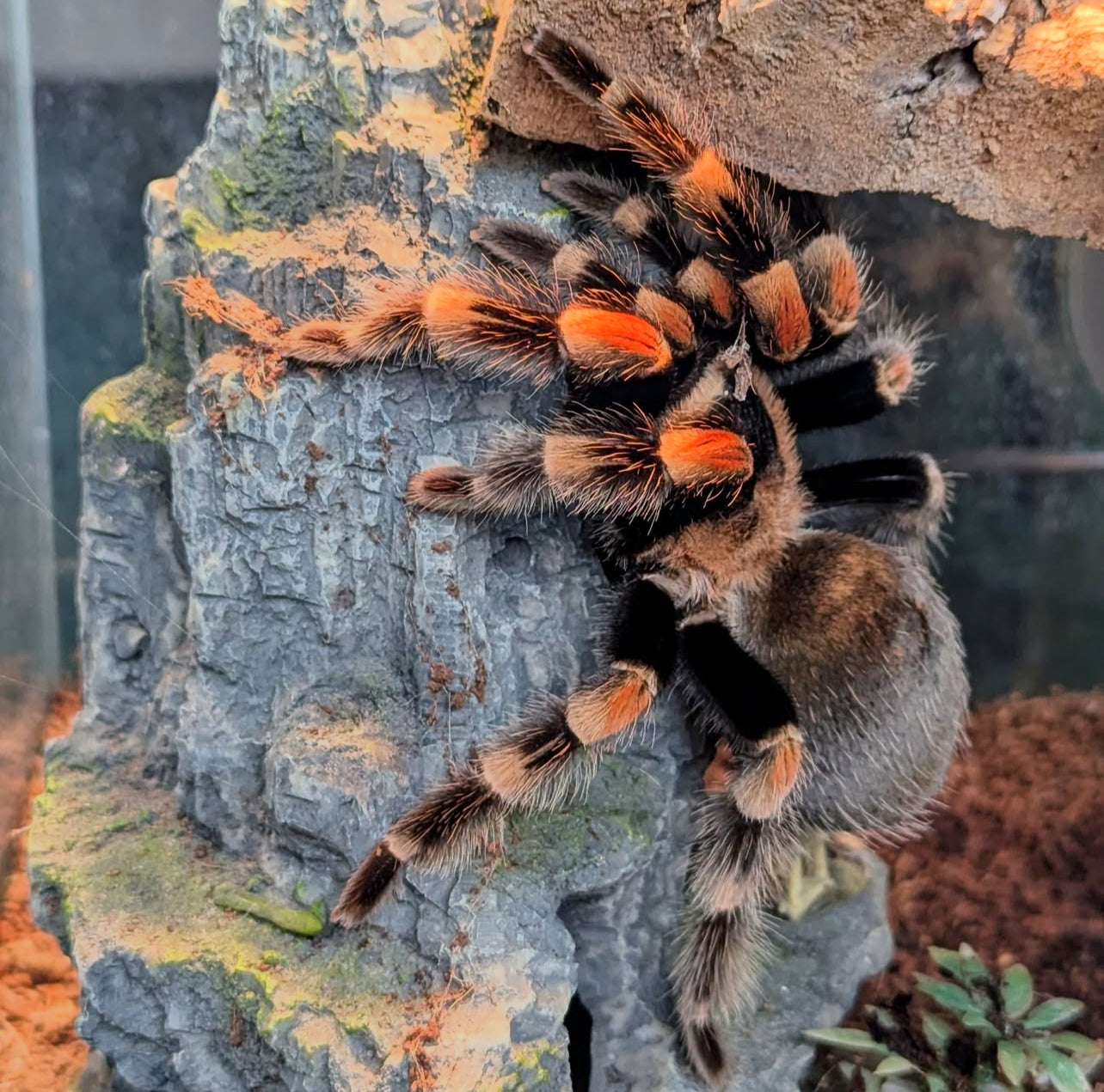Ling de tarántula rodillas rojas (brachypelma hamorii) anexo última foto de ejemplar adulto