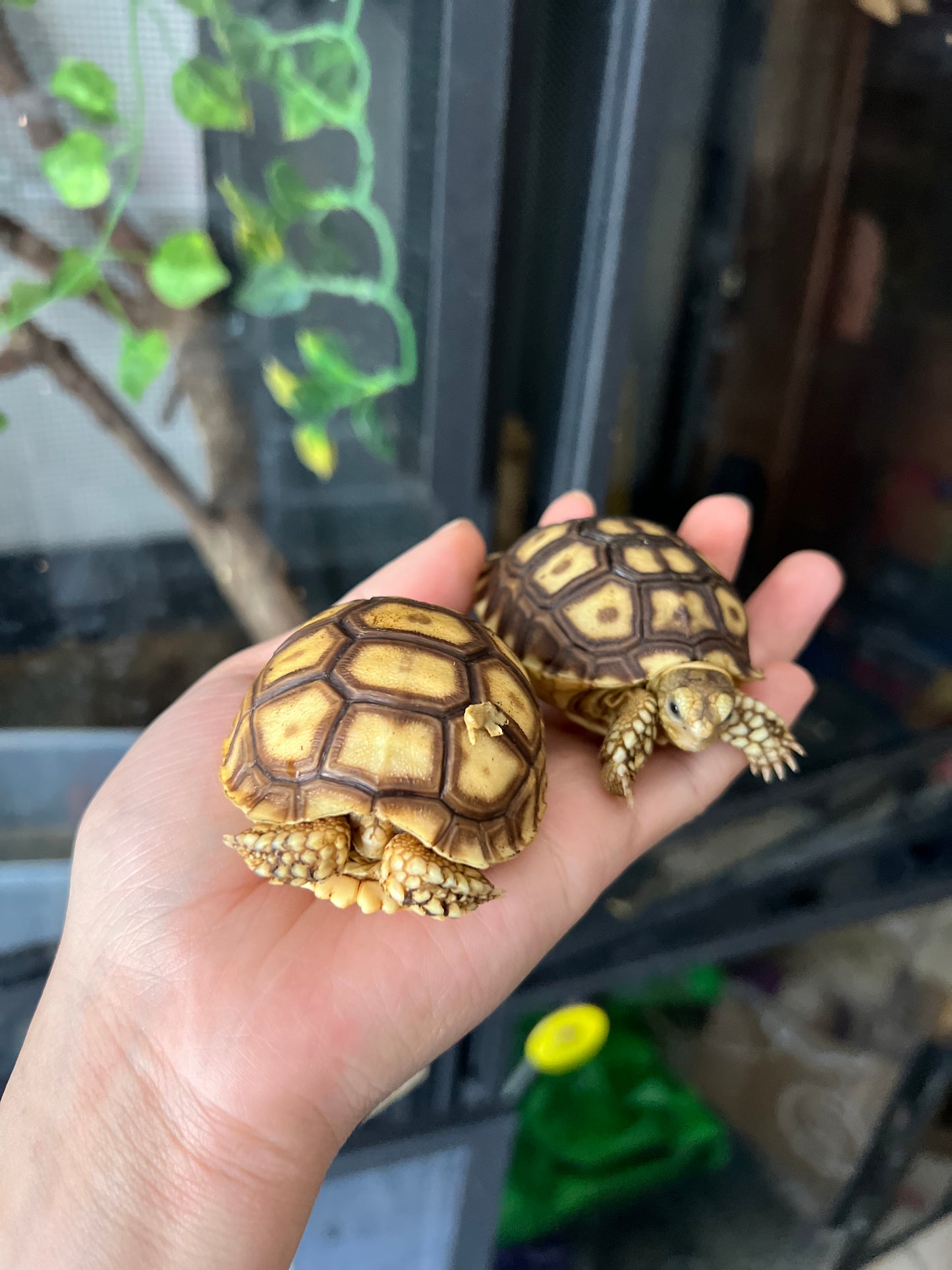 Lote de 5 tortugas sulcatas