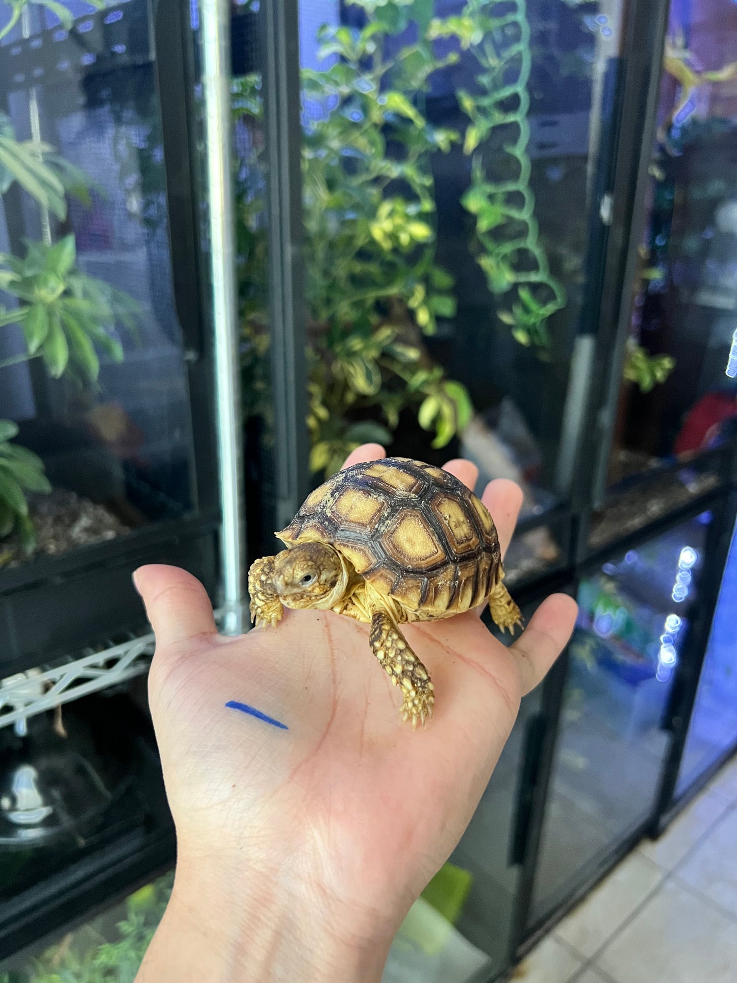 Tortuga sulcata