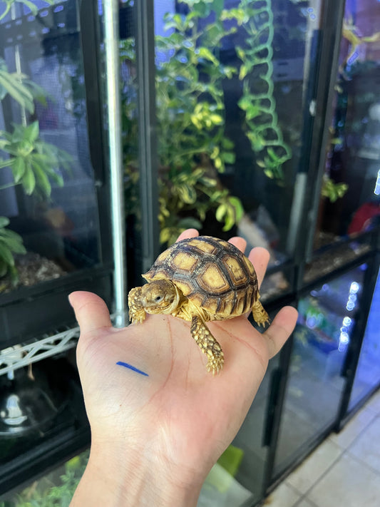 Tortuga sulcata