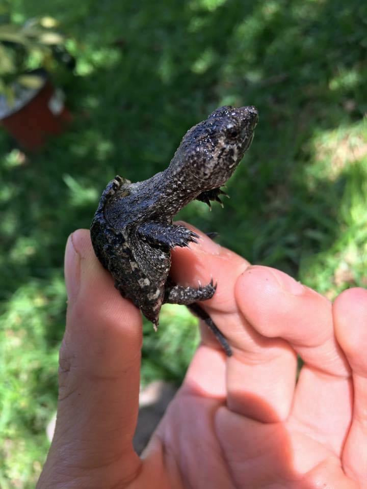 TORTUGAS SUBACUÁTICAS