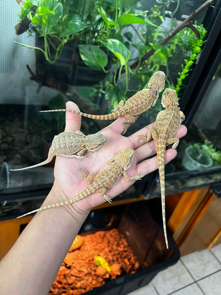 DRAGONES BARBUDOS (POGONAS)
