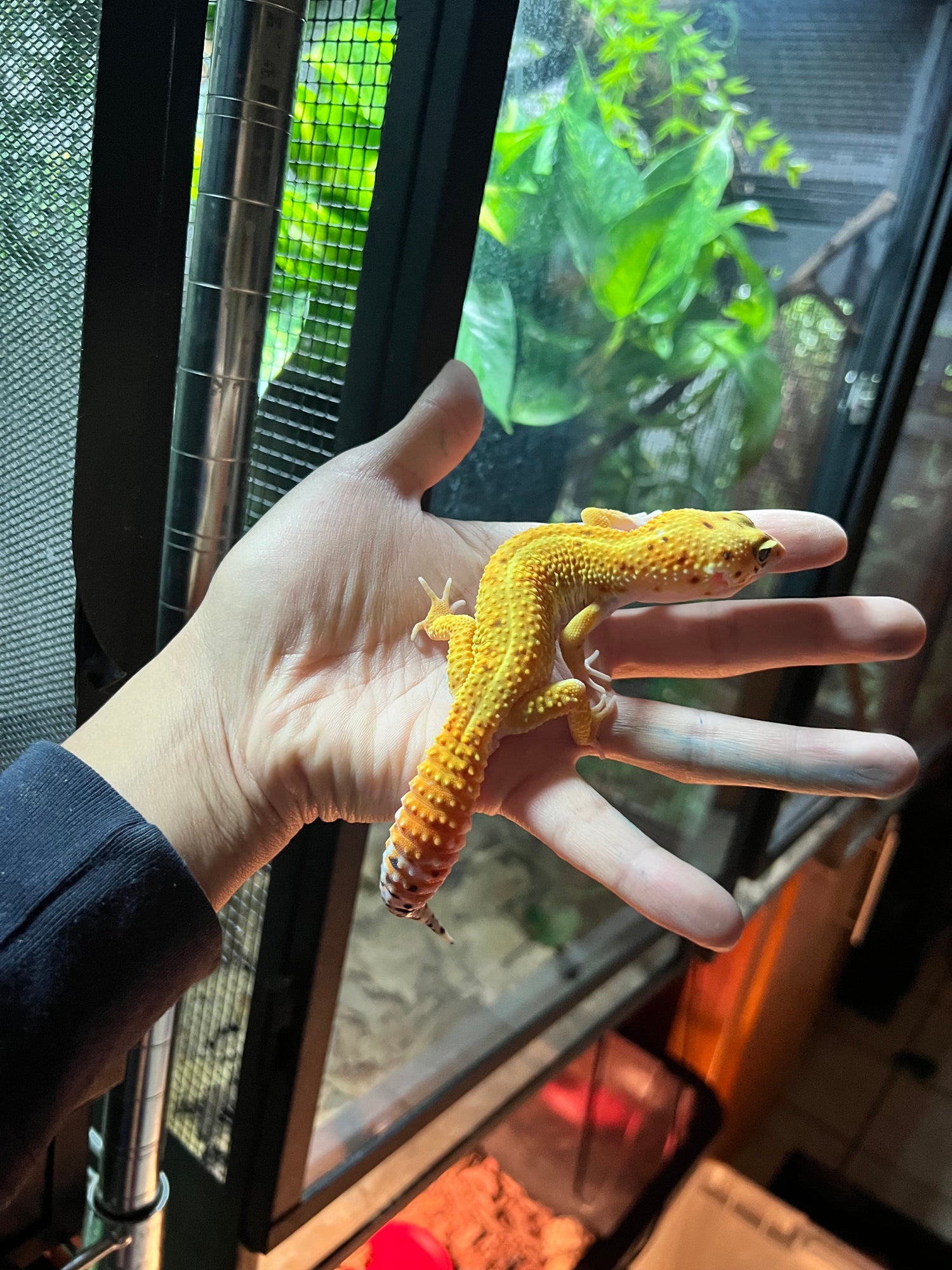 GECKOS LEOPARDO