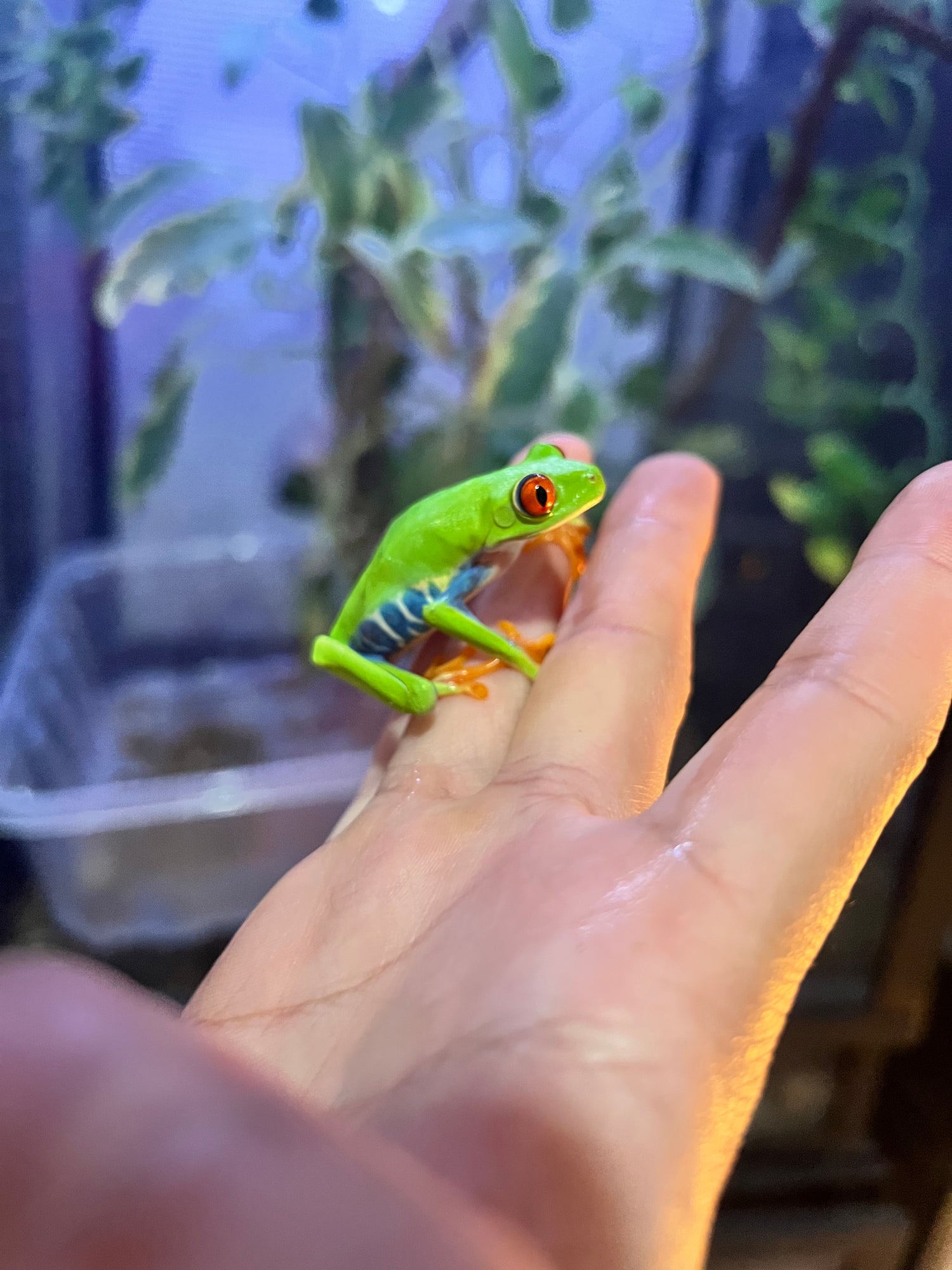 ANFIBIOS