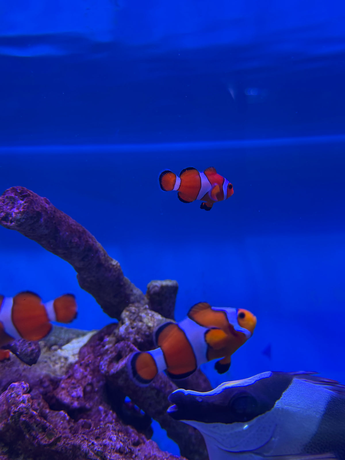 Peces