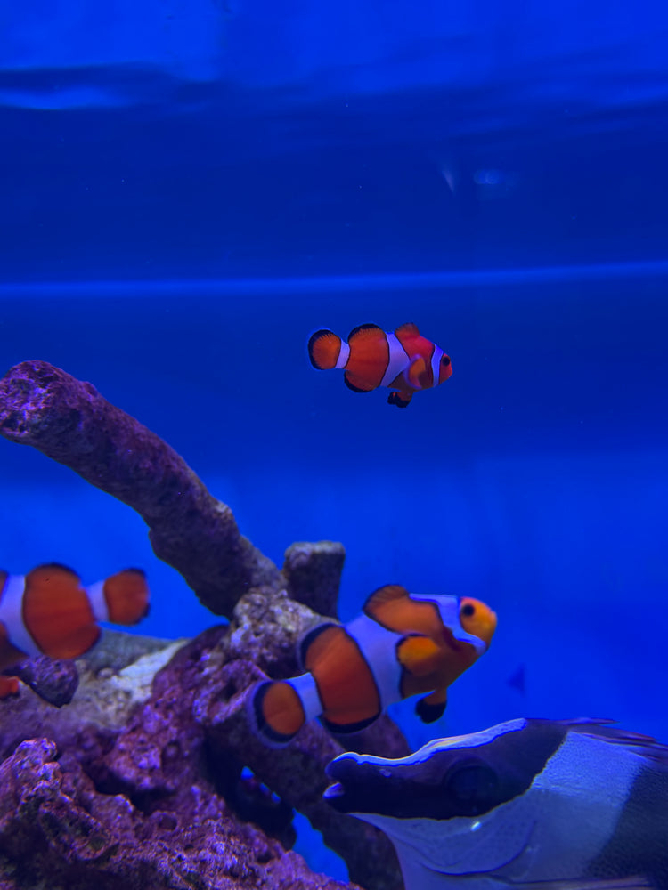 Peces