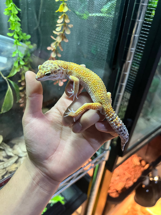 HYPO TANGERINE MACHO 26