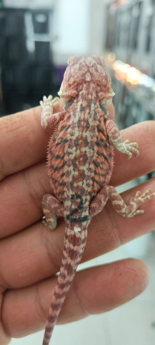 Leatherback RM hembra