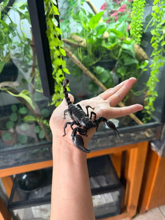 Escorpión asiático