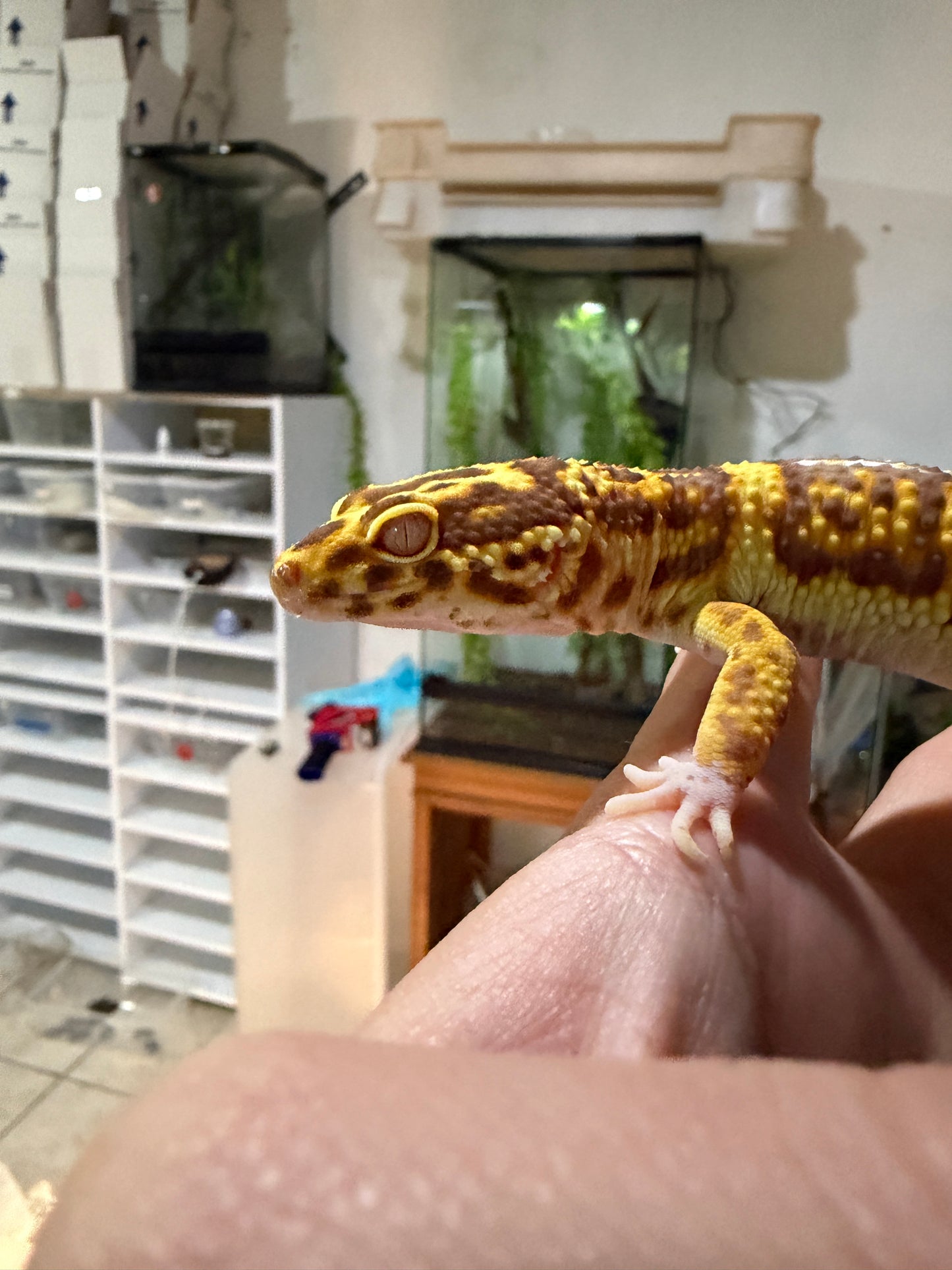 GECKO LEOPARDO BELL ALBINO MACHO JUVENIL