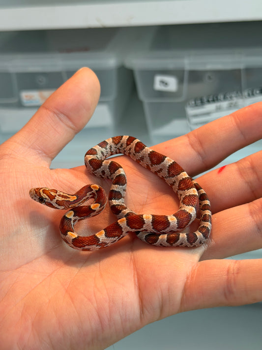 SERPIENTE MAICERA NOMINAL