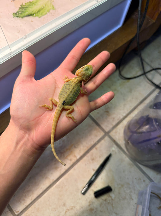 DRAGÓN BARBUDO HYPO CITRUS LEATHERBACK TRANSLUCENT 5