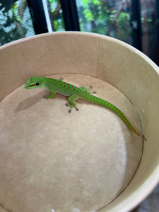 Gecko gigante de Madagascar 11