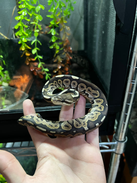 CINNAMON MACHO 47