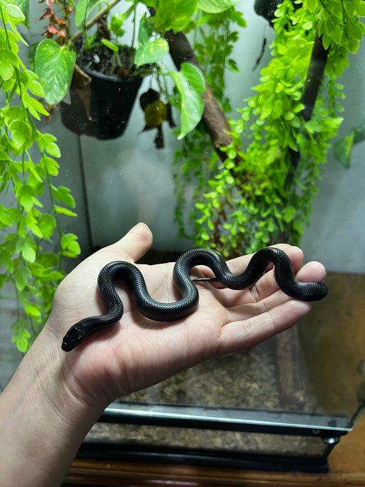 REY NEGRA MEXICANA HEMBRA 72