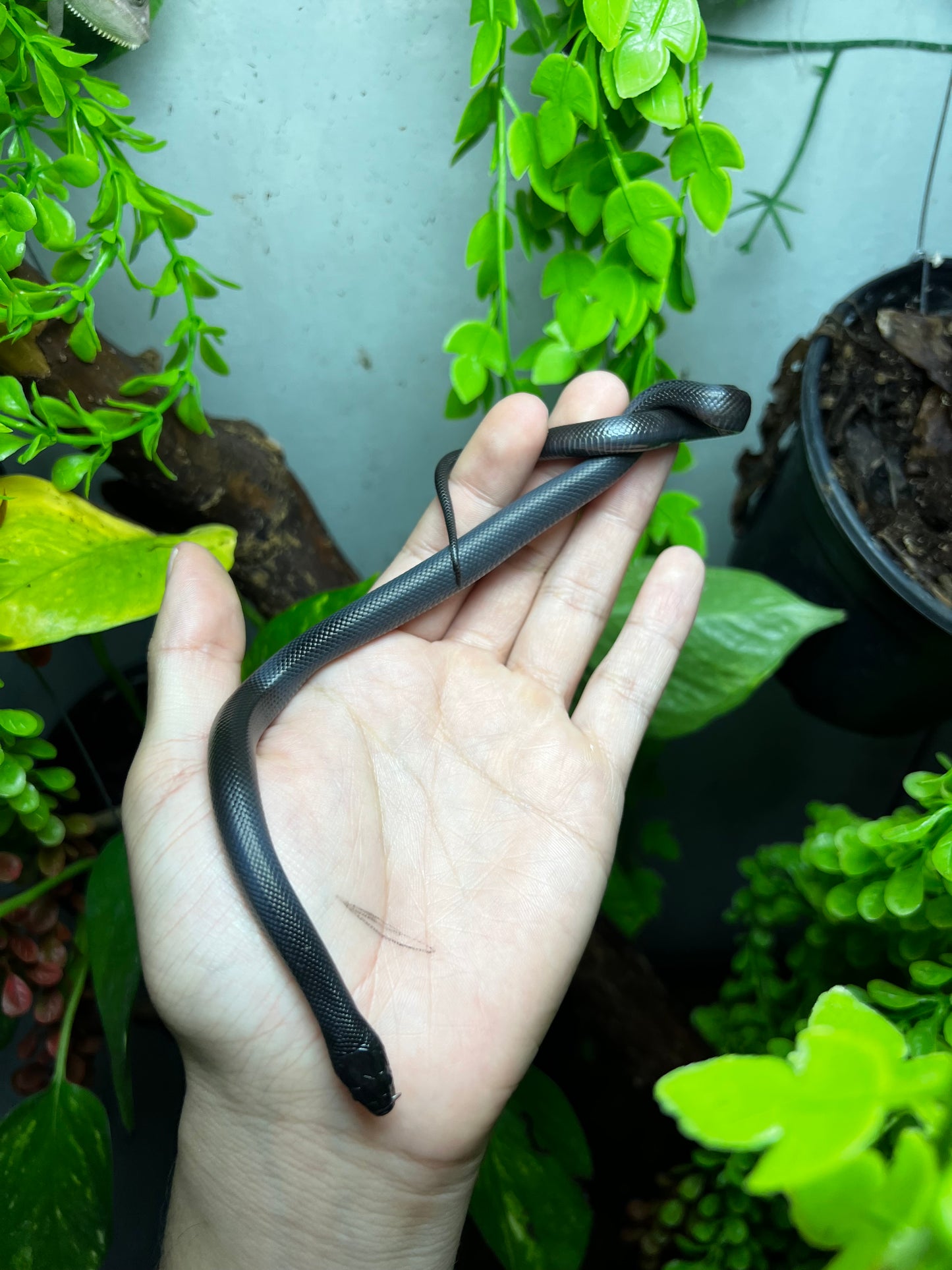 REY NEGRA MEXICANA HEMBRA 82