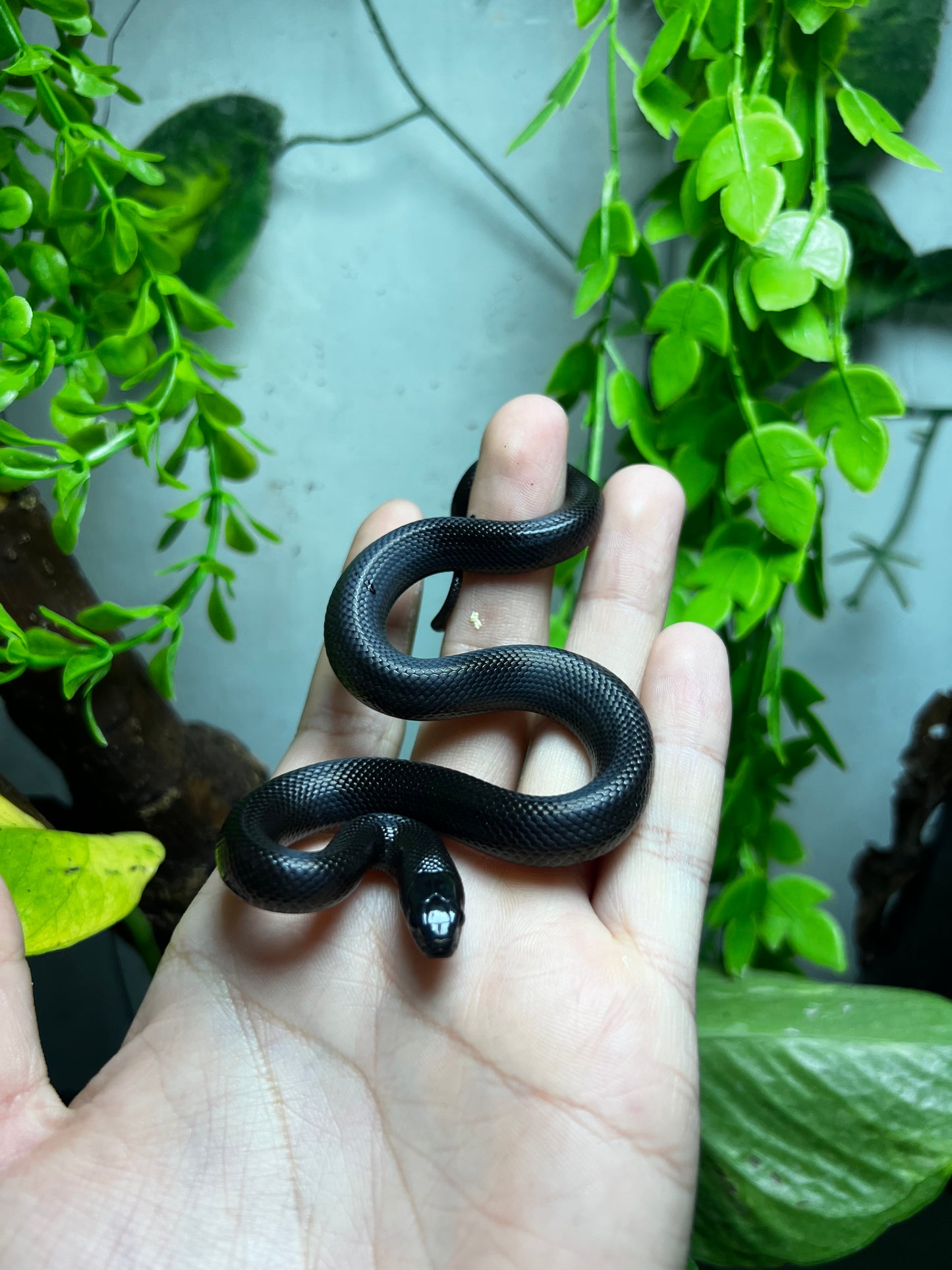 REY NEGRA MEXICANA HEMBRA 86