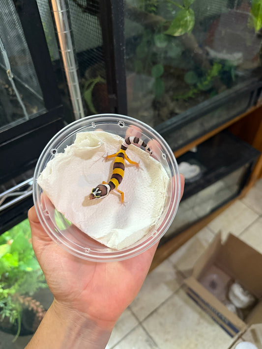 GECKO LEOPARDO NOMINAL HET ALBINO TANGERINE 5