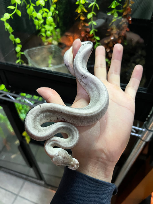 CINNAMOM BP FIREFLY POSS CALICÓ  HEMBRA 39