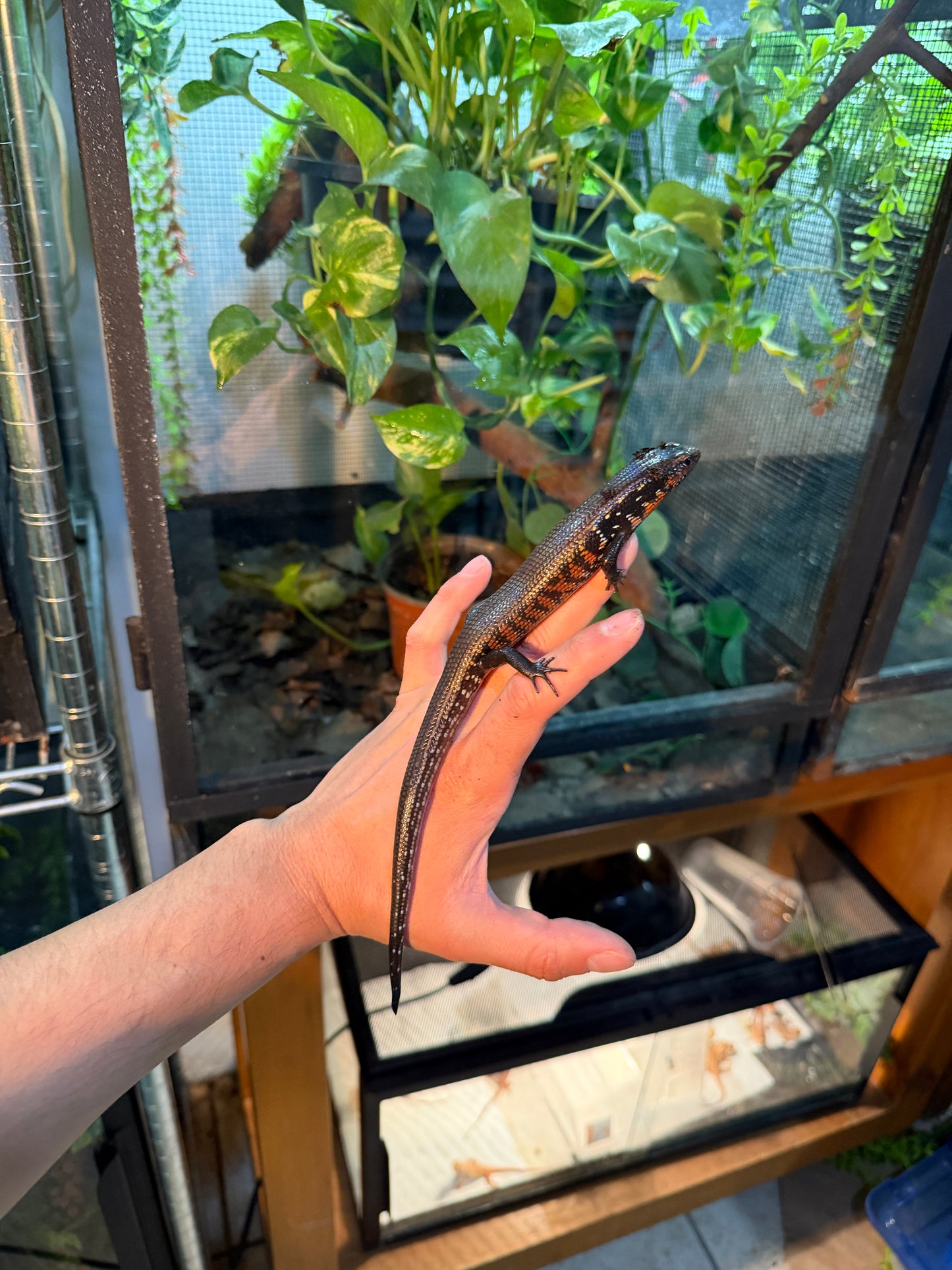 SKINK DE FUEGO 6172 NACIDO EN CAUTIVERIO CON APROVECHAMIENTO EMITIDO POR SEMARNAT